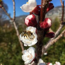 Reliance avec les abeilles